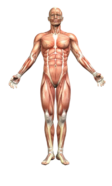 human-body-frontal-removebg-preview